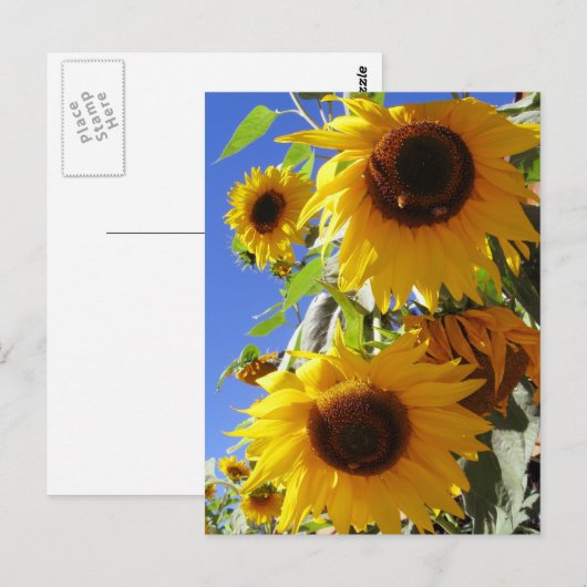 Carte Postale Fleurs de soleil (Devant / Derrière)