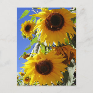 Carte Postale Fleurs de soleil