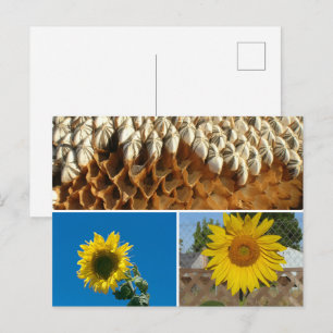 Carte postale - Fleurs de soleil
