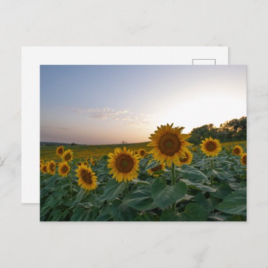 Carte Postale Fleurs de soleil à l'affiche du crépuscule (Devant / Derrière)