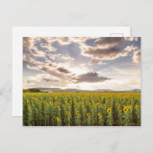 Carte Postale Fleurs de soleil au coucher du soleil (Devant / Derrière)