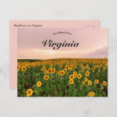 Carte Postale Fleurs de soleil en Virginie (Devant / Derrière)