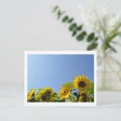 Carte Postale Fleurs de soleil et soleil (Debout devant)