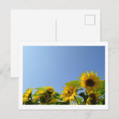 Carte Postale Fleurs de soleil et soleil (Devant / Derrière)
