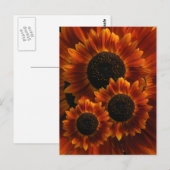 Carte Postale Fleurs de soleil fleurs sauvages (Devant / Derrière)