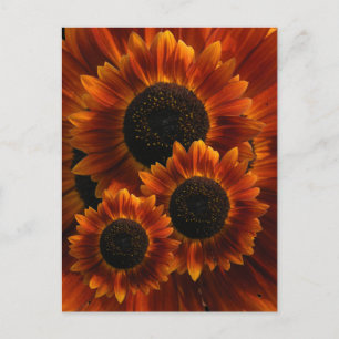 Carte Postale Fleurs de soleil fleurs sauvages