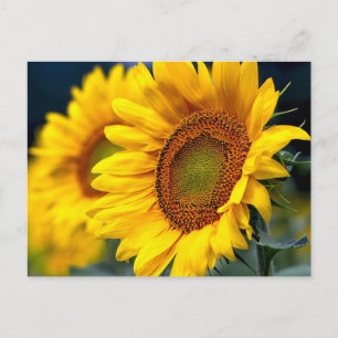 Carte Postale Fleurs de soleil jaunes florales - Bonjour, Amour,