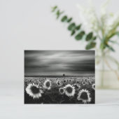 Carte Postale Fleurs de soleil noires et blanches (Debout devant)