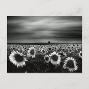 Carte Postale Fleurs de soleil noires et blanches