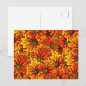 Carte Postale Fleurs de soleil orange (Devant / Derrière)