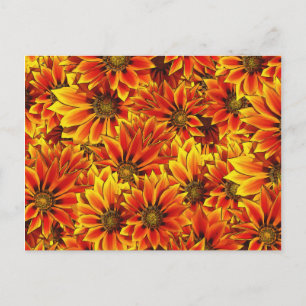 Carte Postale Fleurs de soleil orange