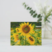 Carte Postale Fleurs de soleil peintes (Debout devant)