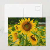 Carte Postale Fleurs de soleil peintes (Devant / Derrière)