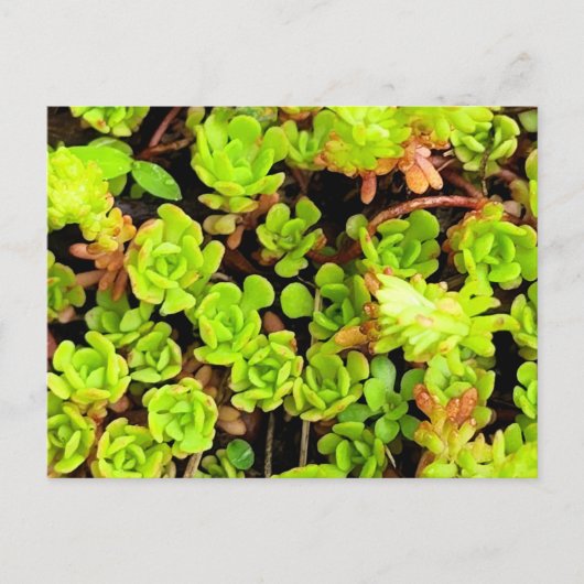 Carte Postale Fleurs de succulentes vertes (Devant)
