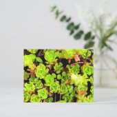 Carte Postale Fleurs de succulentes vertes (Debout devant)