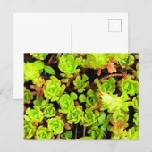 Carte Postale Fleurs de succulentes vertes (Devant / Derrière)