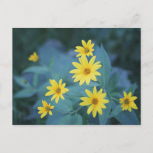 Carte Postale Fleurs de Sunchoke Jaune sur l'affiche Arrière - p