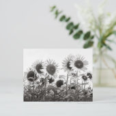 Carte Postale Fleurs de tournesol en noir et blanc (Debout devant)