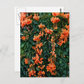 Carte Postale Fleurs de trompette (Devant / Derrière)