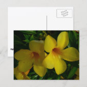 Carte Postale Fleurs de trompette dorées II Tropical (Devant / Derrière)