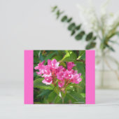 Carte Postale Fleurs de trompette roses (Debout devant)