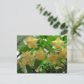 Carte Postale Fleurs de trompettes d'ange (Debout devant)