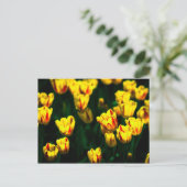 Carte Postale Fleurs de tulipe jaune (Debout devant)