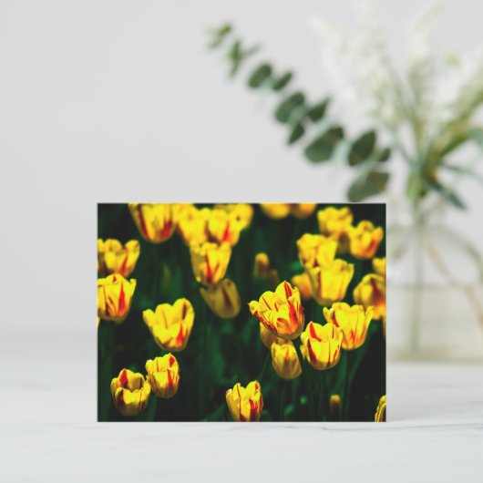 Carte Postale Fleurs de tulipe jaune (Debout devant)