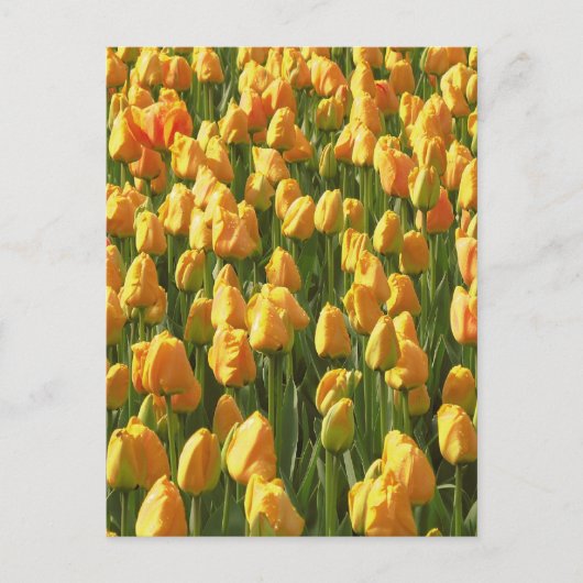 Carte Postale Fleurs de tulipe orange (Devant)