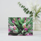 Carte Postale Fleurs de tulipe roses (Debout devant)