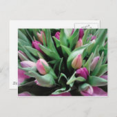 Carte Postale Fleurs de tulipe roses (Devant / Derrière)