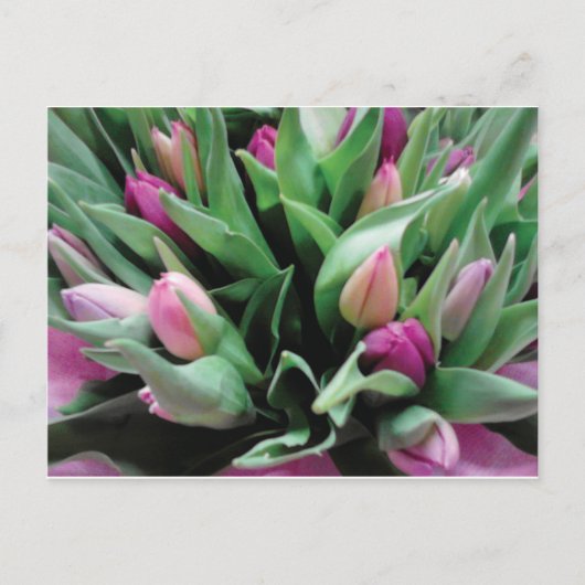 Carte Postale Fleurs de tulipe roses (Devant)