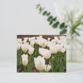 Carte Postale Fleurs de tulipes blanches (Debout devant)