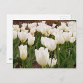 Carte Postale Fleurs de tulipes blanches (Devant / Derrière)
