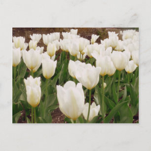Carte Postale Fleurs de tulipes blanches
