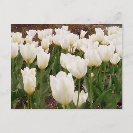 Carte Postale Fleurs de tulipes blanches (Devant)