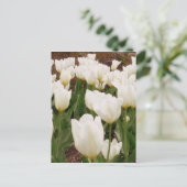 Carte Postale Fleurs de tulipes blanches (Debout devant)
