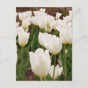 Carte Postale Fleurs de tulipes blanches