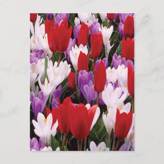 Carte postale Fleurs de tulipes colorées (Devant)