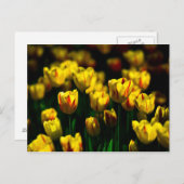 Carte Postale Fleurs de tulipes jaunes (Devant / Derrière)