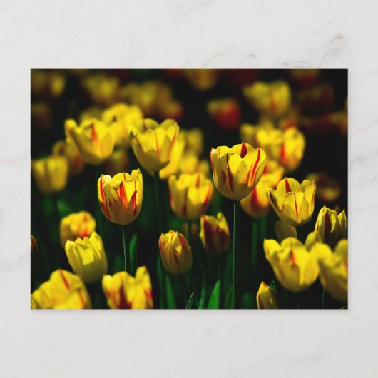 Carte Postale Fleurs de tulipes jaunes (Devant)