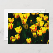 Carte Postale Fleurs de tulipes jaunes (Devant / Derrière)