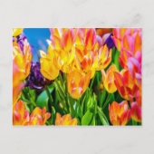 Carte Postale Fleurs de tulipes - Prospérer (Devant)