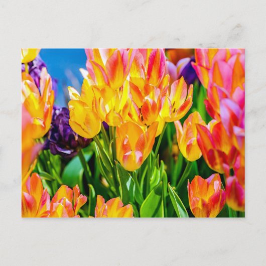 Carte Postale Fleurs de tulipes - Prospérer (Devant)