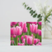 Carte Postale Fleurs de tulipes roses (Debout devant)