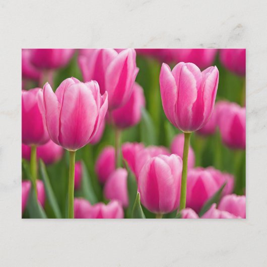 Carte Postale Fleurs de tulipes roses (Devant)