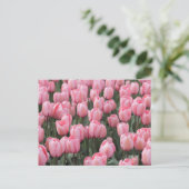 Carte Postale Fleurs de tulipes roses de printemps (Debout devant)