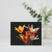 Carte Postale Fleurs de tulipes sur fond noir (Debout devant)