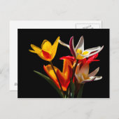 Carte Postale Fleurs de tulipes sur fond noir (Devant / Derrière)