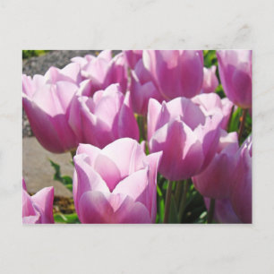 Carte Postale Fleurs de tulipes violettes lumineuses de couleur 